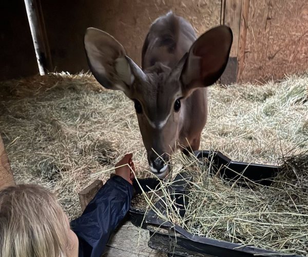 ACS arranges charter for Linus, the greater kudu